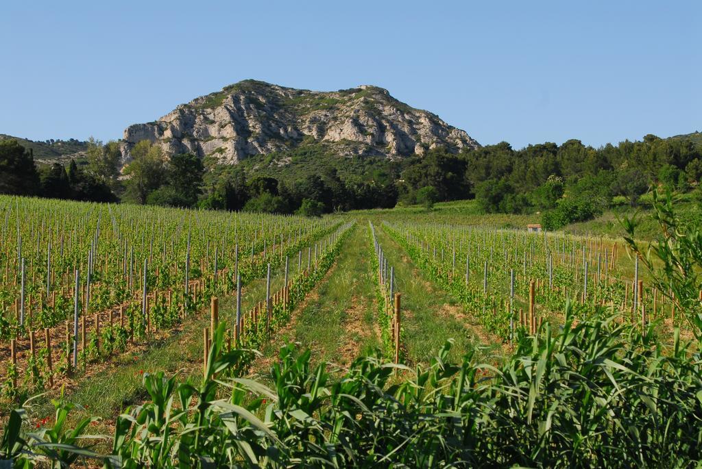 Le Mas Des Lauriers Bed and Breakfast Paradou Εξωτερικό φωτογραφία